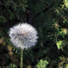 Copyright (C) 2009, Nikolai Malykh