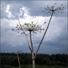 Copyright (C) 2009, Nikolai Malykh