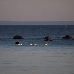 Copyright (C) 2010, Nikolai Malykh