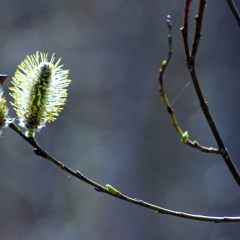 f420151296