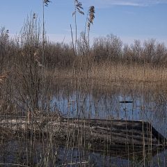 Copyright (C) 2010, Nikolai Malykh