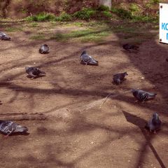 Copyright (C) 2010, Nikolai Malykh