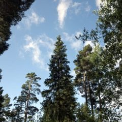 Copyright (C) 2010, Nikolai Malykh